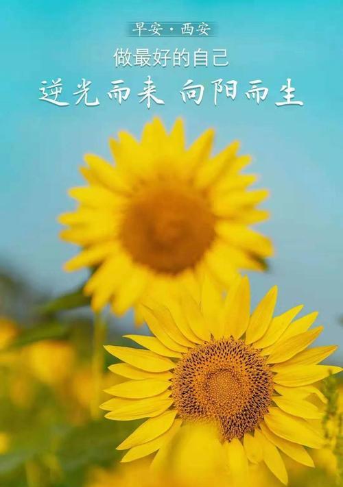 向阳而生——以向日葵的花语为主题的文章（向日葵的花语及其象征阳光）