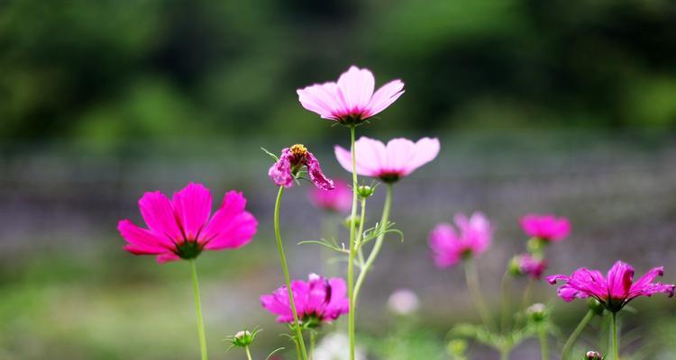 幸福之花——以康乃馨的花语为主题（传递幸福的象征）