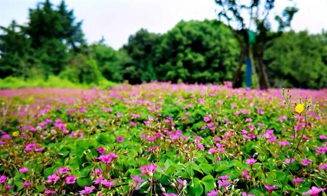 花语幸运之花（以四叶草为主题的花语）