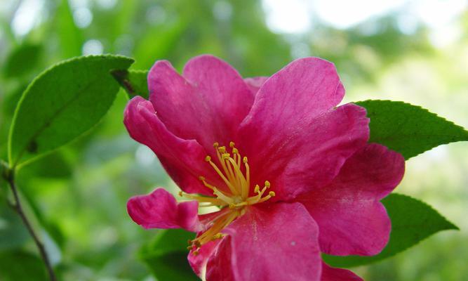 花语幸运之花（以四叶草为主题的花语）