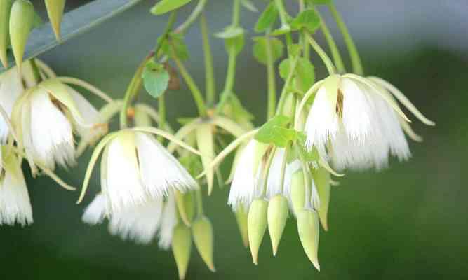 以菊花的花语表达兄妹情深（菊花）