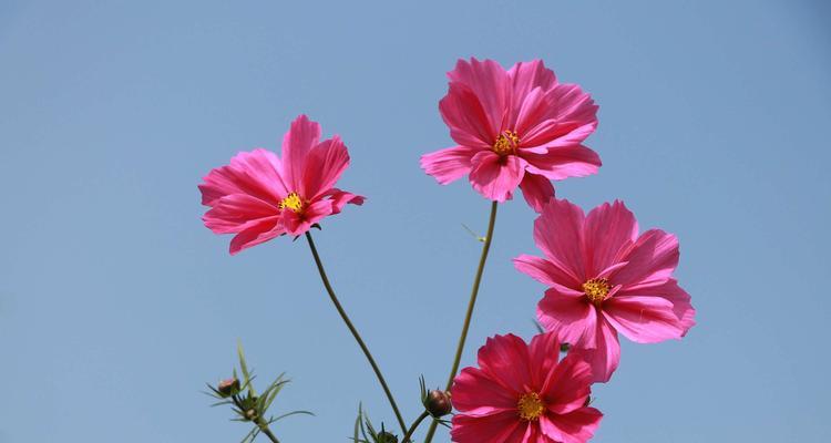 以玫瑰花的花语为主题的《永远幸福》（探寻玫瑰花语的深刻含义）