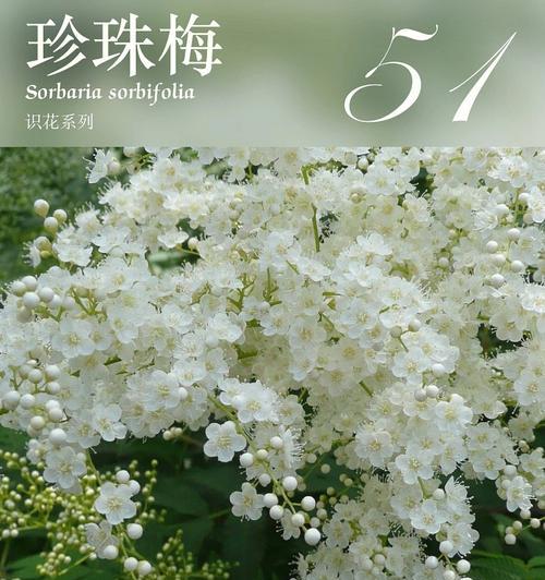 友情长久如花开绽放（以康乃馨的花语诠释真挚友情）