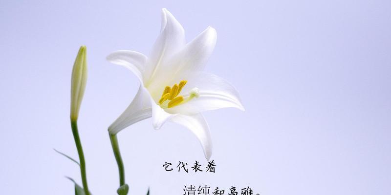 再见的花语——勿忘我（用勿忘我诉说再见的心情）