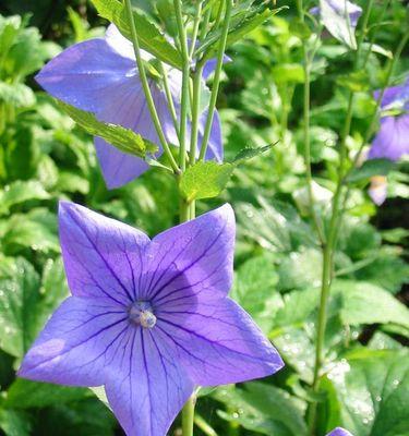 用百合花诠释真诚的心（百合花的花语与真诚的心）