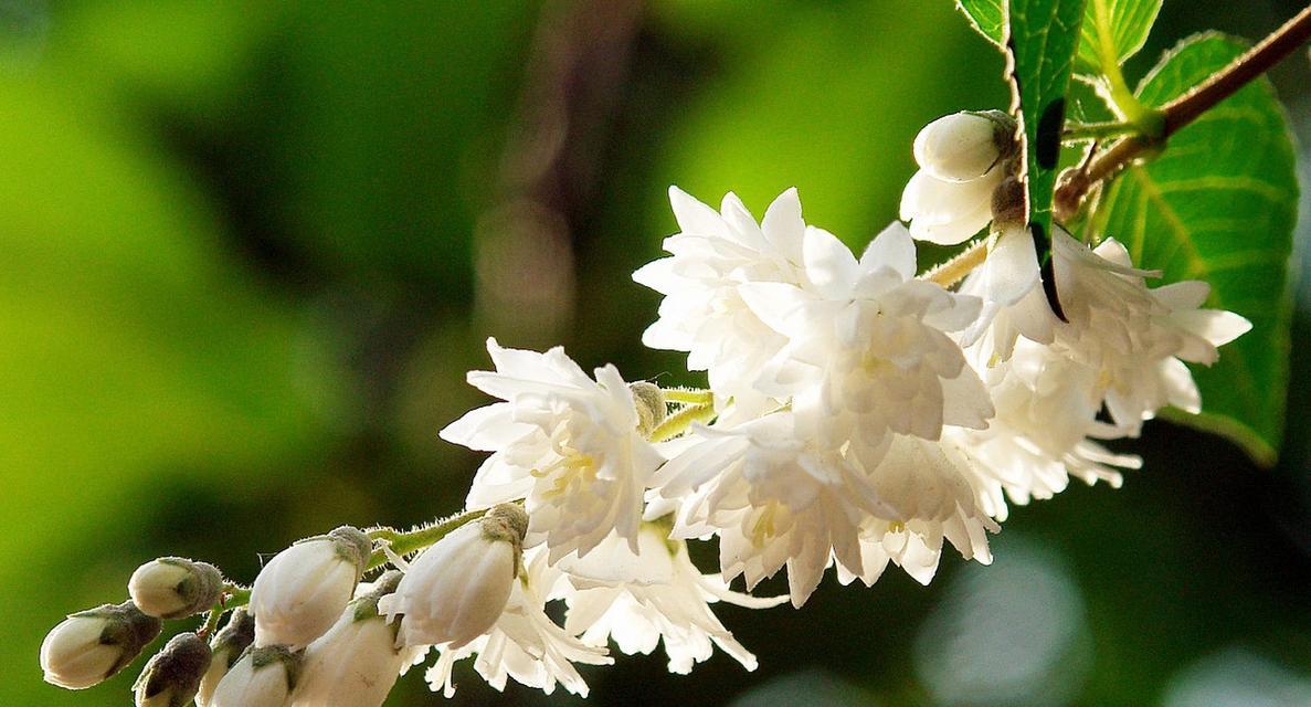 以红玫瑰花为主题的花语文章（花语传递的忠诚与坚定）