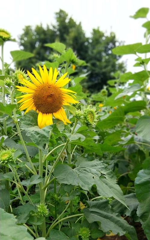 以红玫瑰花为主题的花语文章（花语传递的忠诚与坚定）