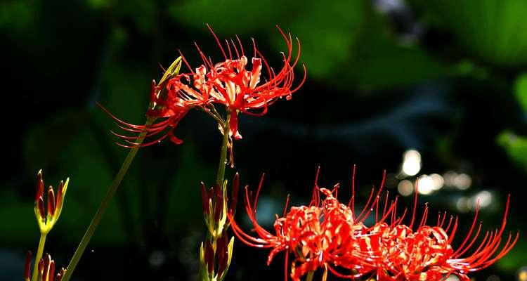 重逢之花（重逢花语）