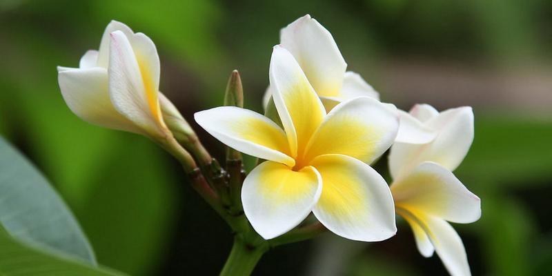 重生的花朵——莲花的花语（唤醒心灵）