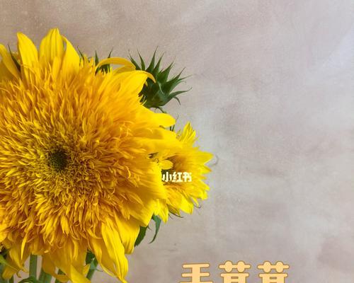 自信之花——向日葵的花语（拥抱阳光）