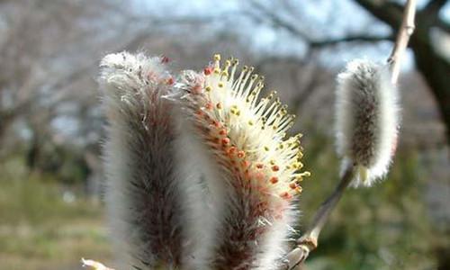 自由之花（探索蒲公英的自由之美）