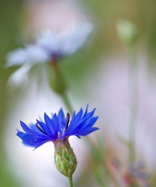 矢车菊花语与寓意（花语如诗）