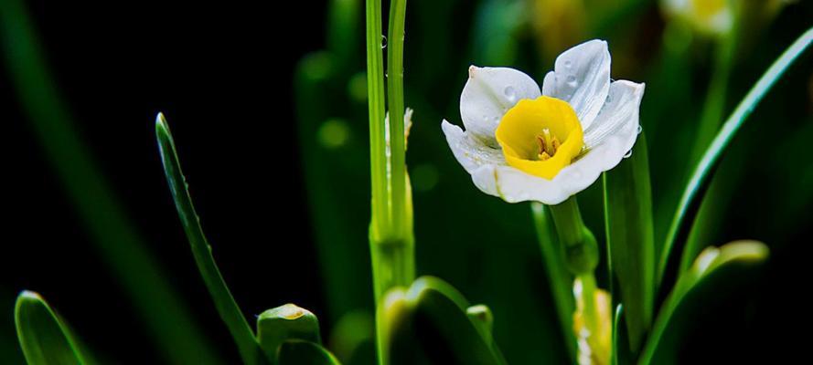 水仙花（传递美好的水仙花语与代表意义）