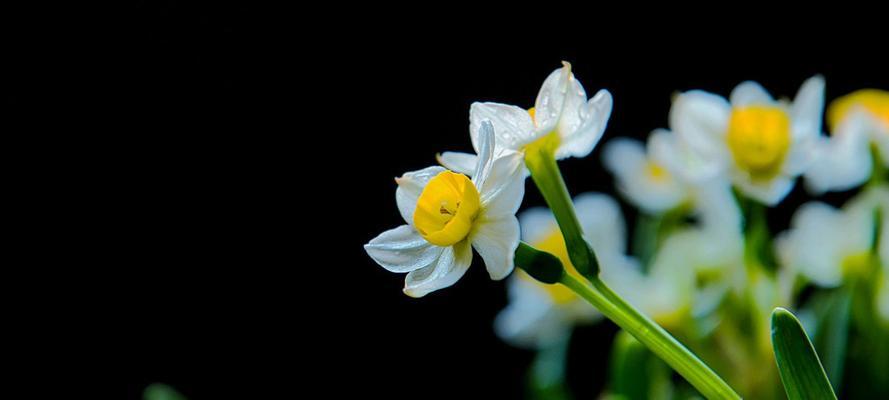 水仙花（传递美好的水仙花语与代表意义）