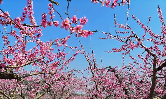 桃花的象征意义与寓意（桃花的美丽神秘给人们带来的思考）