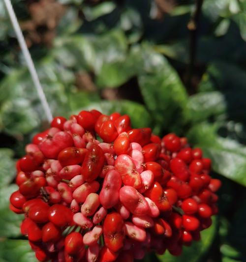 田七花开花的颜色与寓意（探索田七花的奇特开花之美）