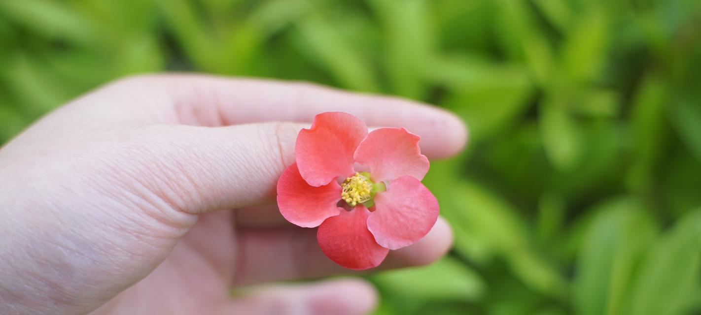 铁海棠花语与寓意的意义（探究铁海棠花语的象征意义及其在文化中的应用）