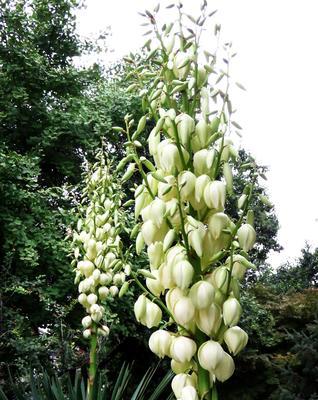 万重山开花的花语与寓意（探寻万重山开花的奇迹）