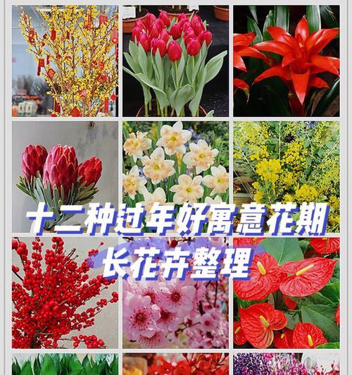 五瓣花的花语和寓意（探寻五瓣花的花语与内涵）