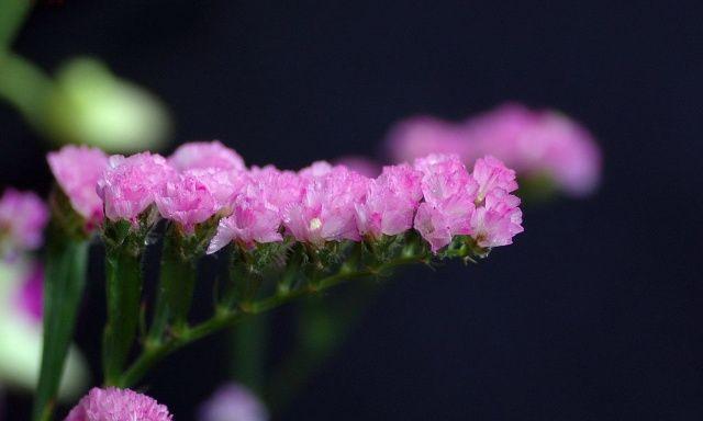 勿忘我花语与寓意解析（以勿忘我为主角的花语世界）