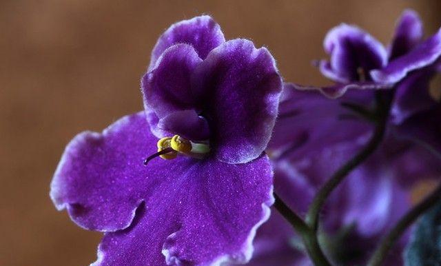 鲜花的象征意义（探索鲜花背后的深意）