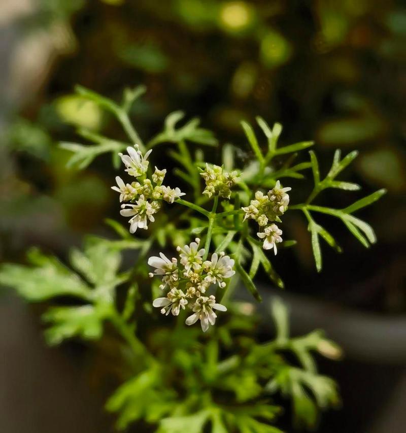 以香菜会开花吗（探索香菜植物的开花现象）