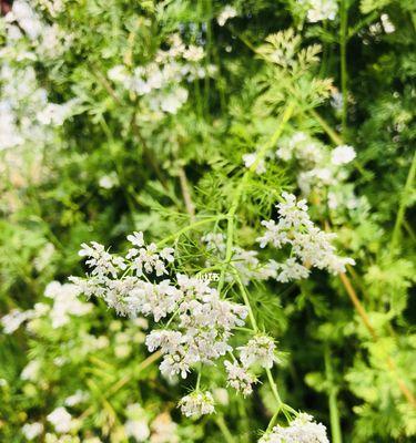 以香菜会开花吗（探索香菜植物的开花现象）