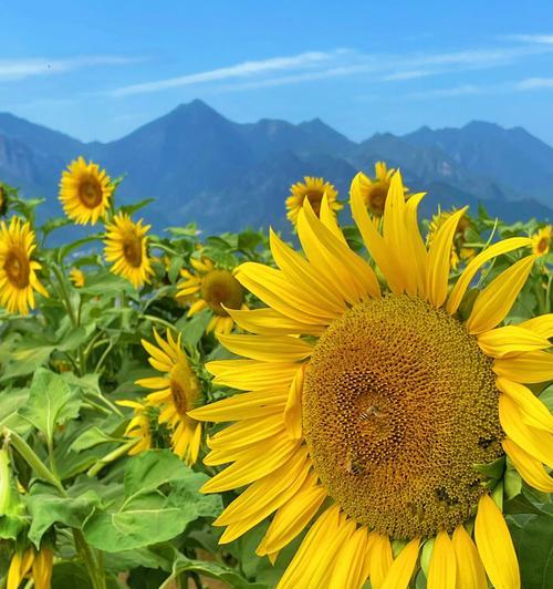 向日葵花语（探寻向日葵的含义及寓意）