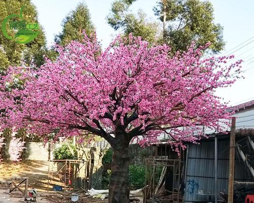 许愿树（神奇的树种与无尽的愿望）