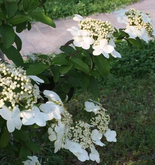 扬州市花琼花的象征与寓意（扬州市花琼花的美丽与文化内涵）