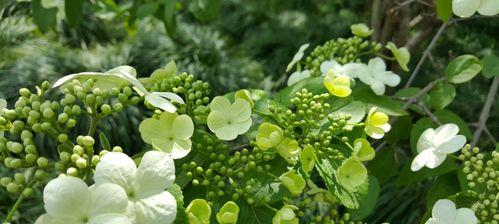 扬州市花琼花的象征与寓意（扬州市花琼花的美丽与文化内涵）