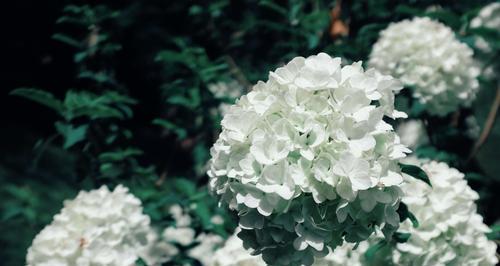 扬州市花琼花的象征与寓意（扬州市花琼花的美丽与文化内涵）