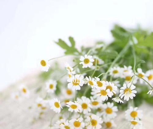 洋甘菊的花语与寓意（探寻洋甘菊的象征意义）