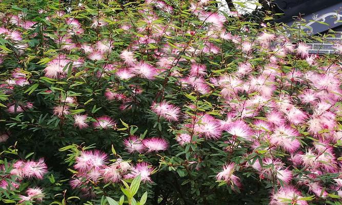 宜宾市花黄桷兰的象征意义（揭示宜宾市花黄桷兰的文化内涵和美学价值）