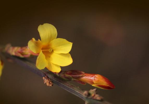 春天的使者——迎春花的花语和代表意义（迎春花传递的积极正能量和美好祝愿）