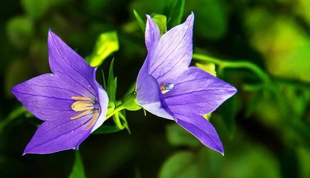 《花开花谢，诉说你的花语》（以有什么花的花语是你花语代表）