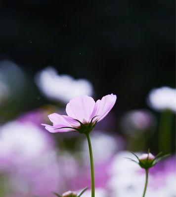 《花开花谢，诉说你的花语》（以有什么花的花语是你花语代表）