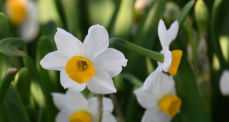 自信花语——用花朵传递自信之美（用花语述说自信的力量）