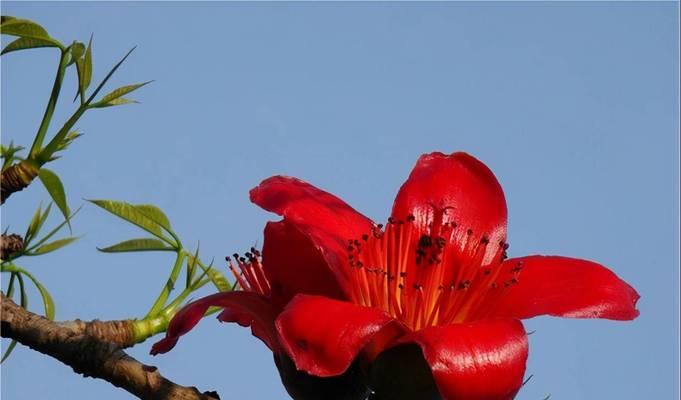 攀枝花是什么花图片（最旺宅的爬藤植物）