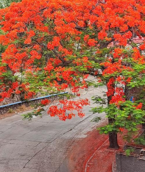 攀枝花是什么花图片（最旺宅的爬藤植物）