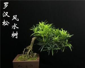 雀舌罗汉松怎么养（教你养雀舌罗汉松的注意事项）