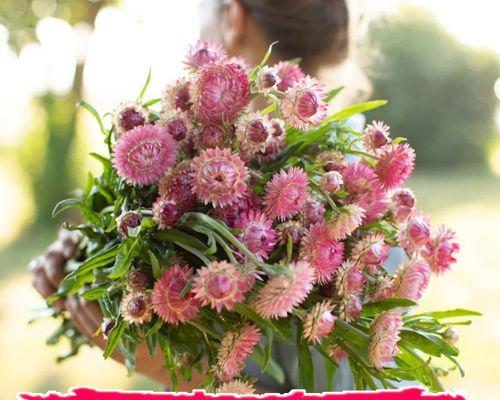 玫瑰花种子怎么种（玫瑰花种子种植方法与步骤）