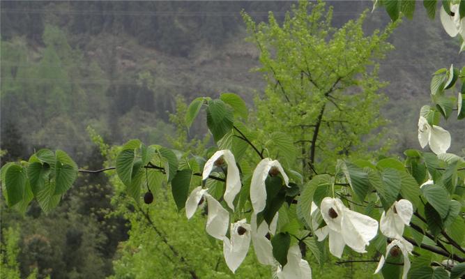 哪种植物被称为活化石（关于活化石植物介绍）