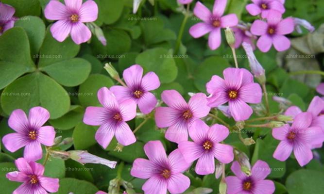 红花荀子怎么种植（红花荀子的养殖方法讲解）