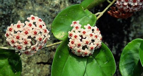 并蒂花长什么样（并蒂莲的花语和象征）