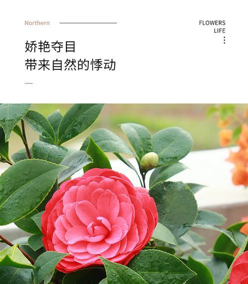 四季茶花哪个品种最好看（值得入手的茶花品种）