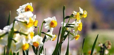 水仙花什么时候开（有关水仙花开花时间）