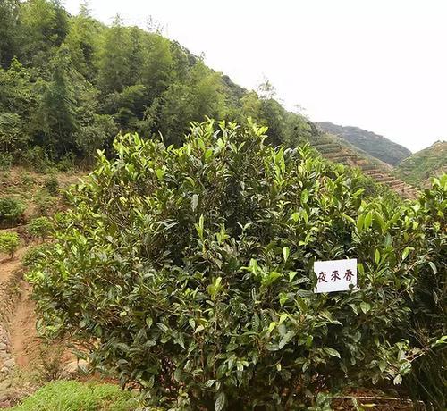 油茶树的种植技术与管理（掌握油茶树种植的关键）