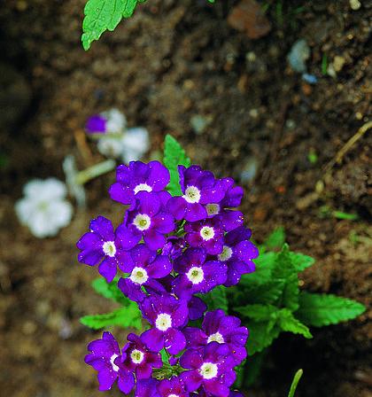 紫色植物有哪些（紫色花品种大全）