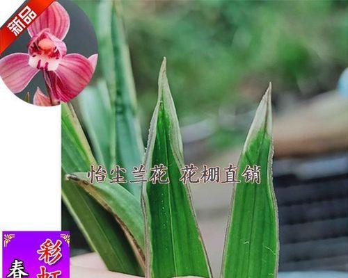 兰花种植方法要点是什么（养兰花的注意事项）